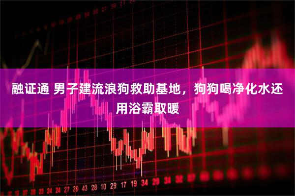 融证通 男子建流浪狗救助基地，狗狗喝净化水还用浴霸取暖